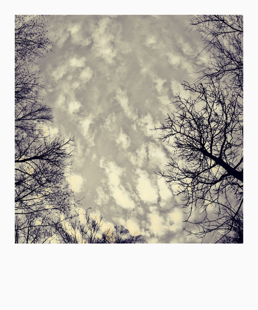 Clouds and Trees - ID 010951