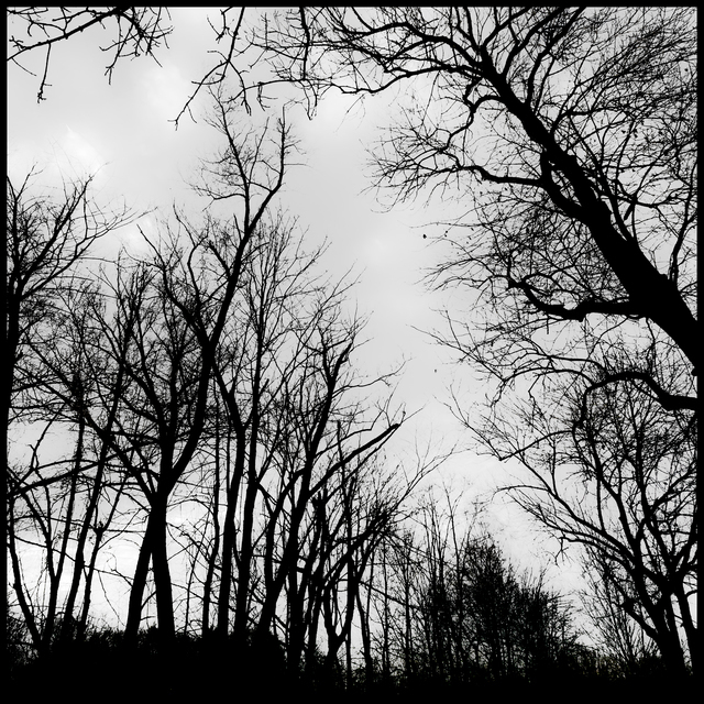 Black Trees on Grey Sky II - ID 010958