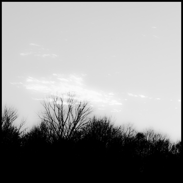 Black Trees on Grey Sky III - ID 010962