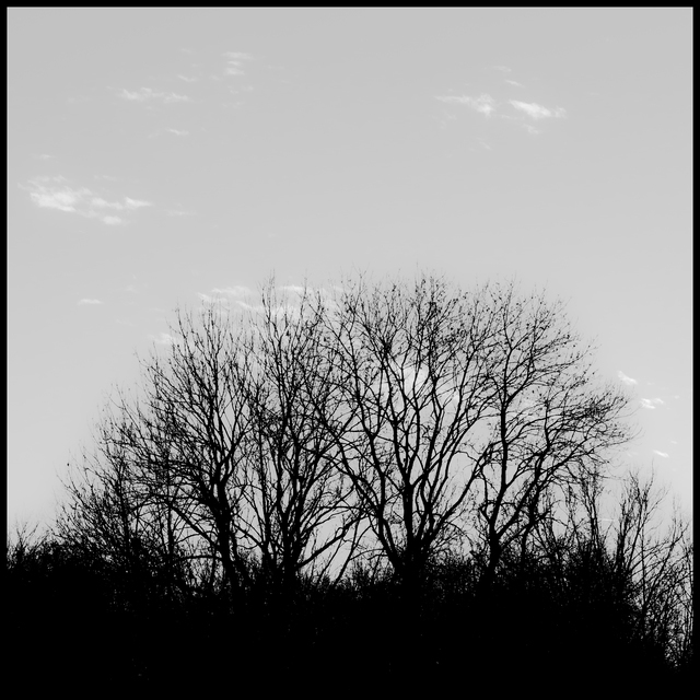 Black Trees on Grey Sky IV - ID 010970