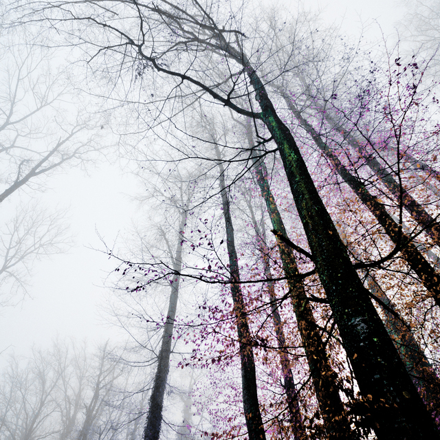 Colors of Winter Trees II - ID 010986