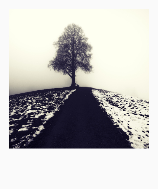 Tree on Hill I - ID 010991