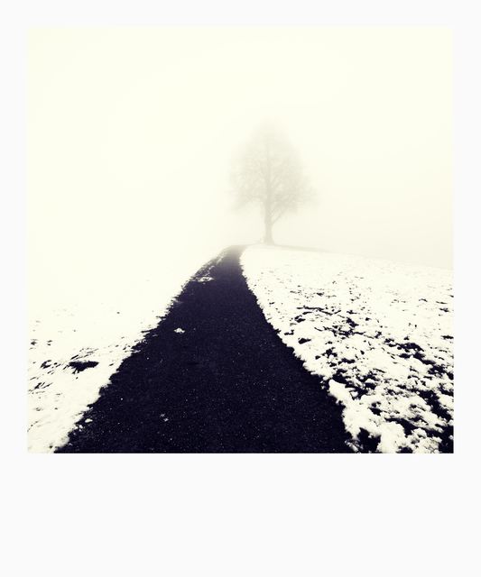 Tree on Hill II - ID 010992