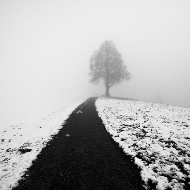 Tree on Hill III - ID 010993