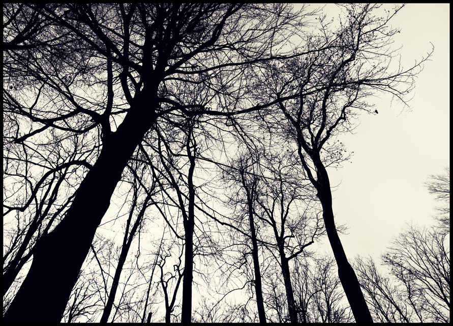 Park Winter Trees II - ID 010997