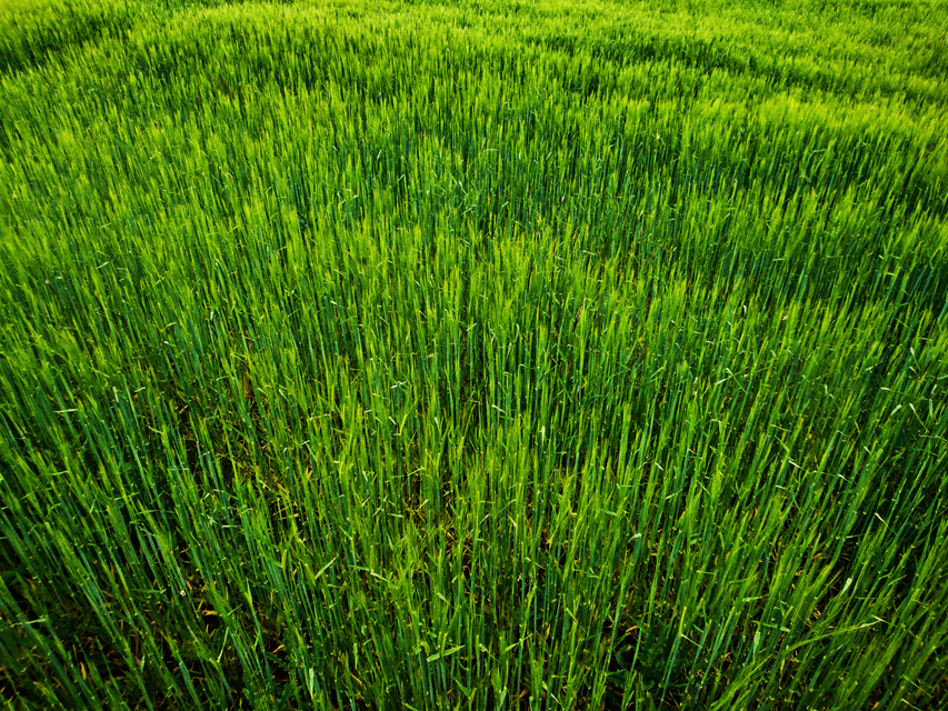 Green Culms I - ID 011001