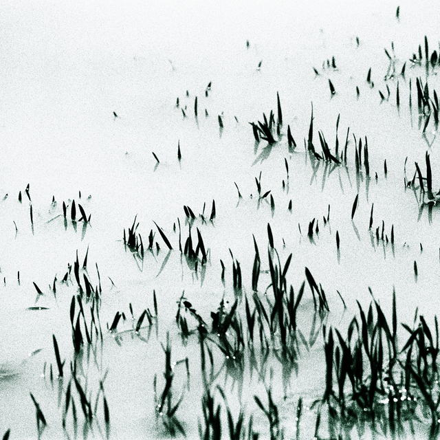 Field under Water II - ID 011028