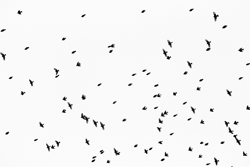 Birds II - ID 011046