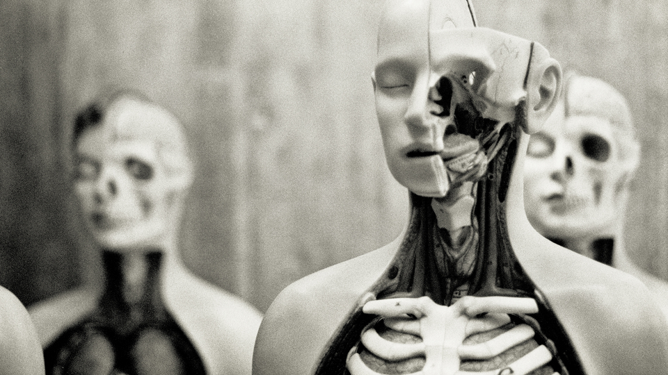 Anatomy III - ID 011054