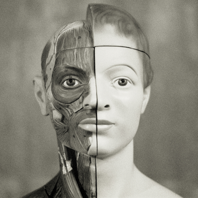 Anatomy V - ID 011056