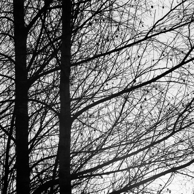 Winter Trees I - ID 011064