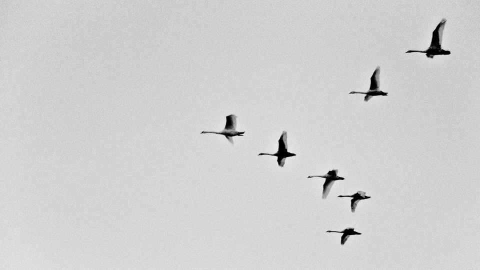 Swans II - ID 011070