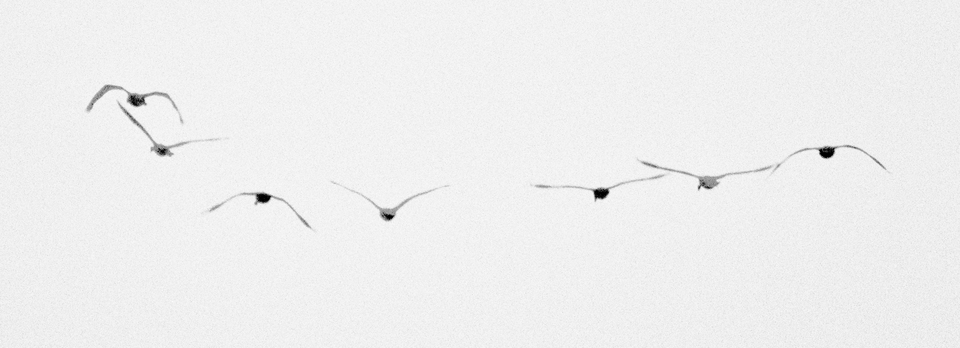 Swans IV - ID 011072