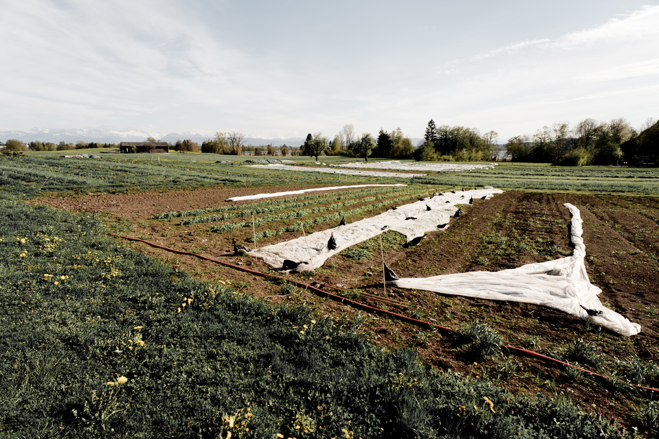 Swiss Fields - ID 011095