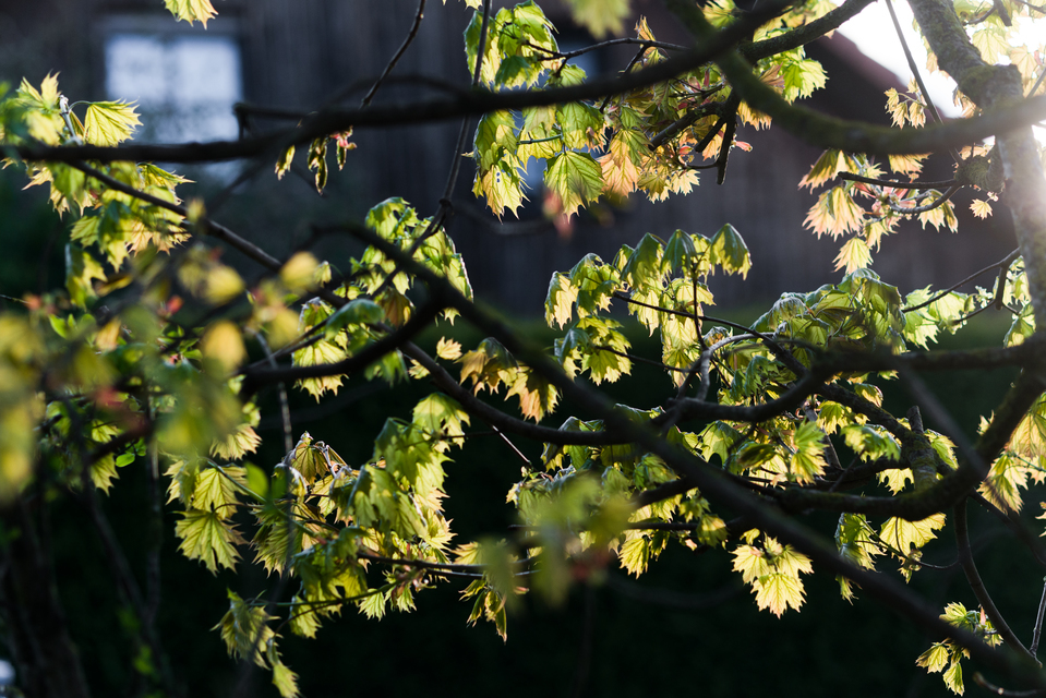Early Leaves - ID 011096