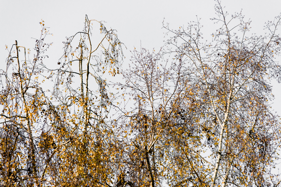 November Trees I - ID 011212