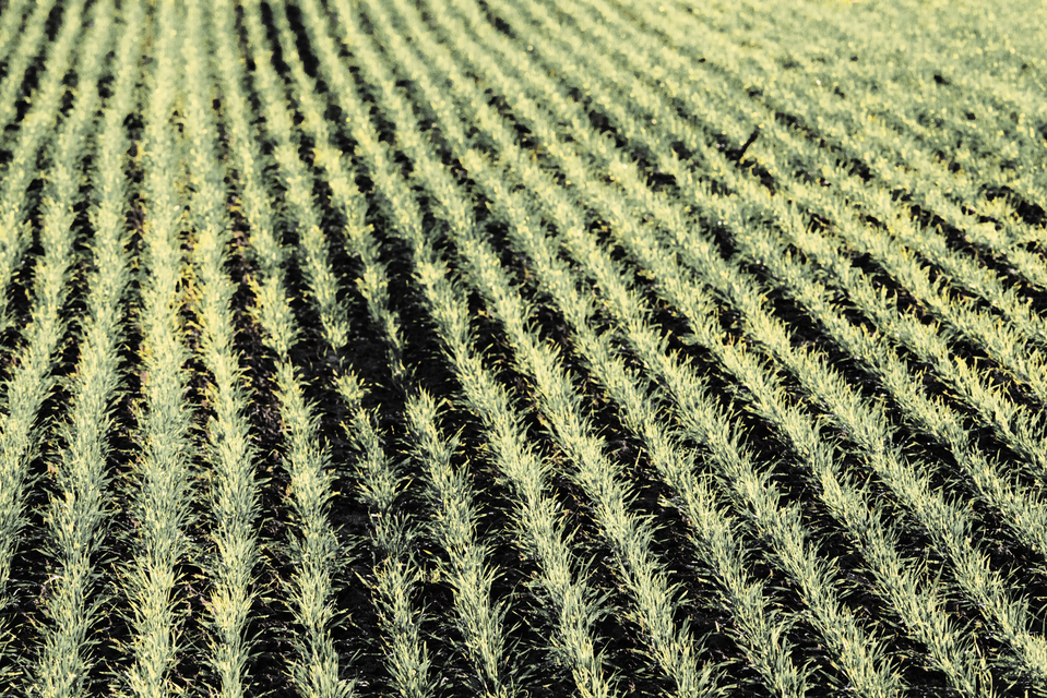 November Field VIII - ID 011220