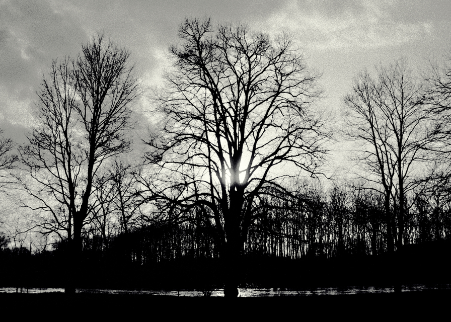 Trees with Sun Behind - ID 011246