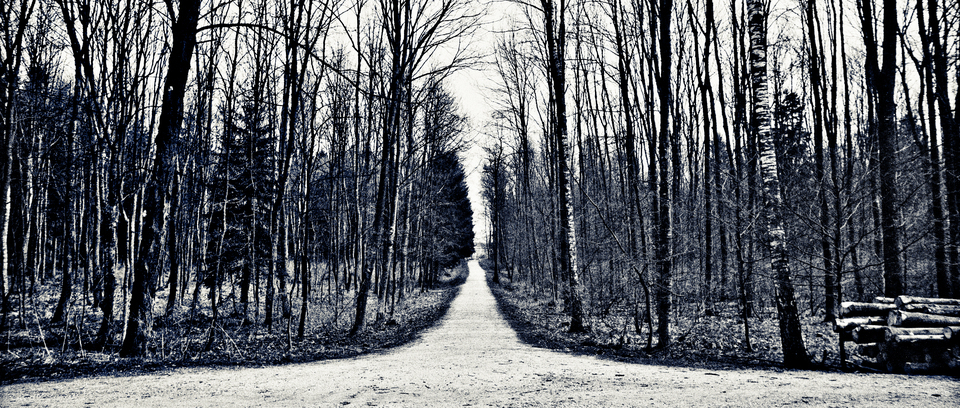 Crosing in Forest - ID 011248