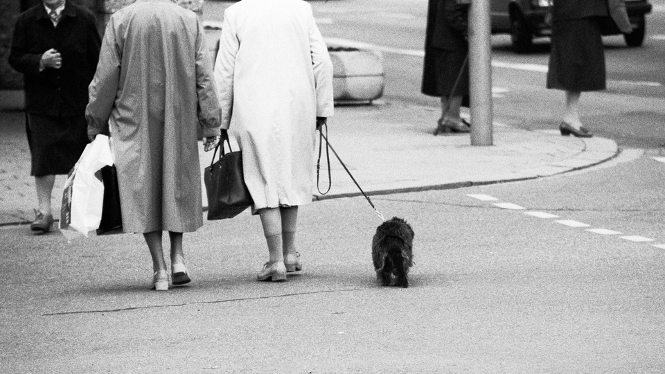 On a Leash - ID 011252