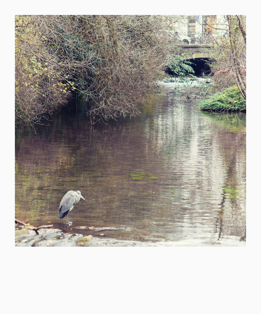 Heron in the Blau - ID 011310