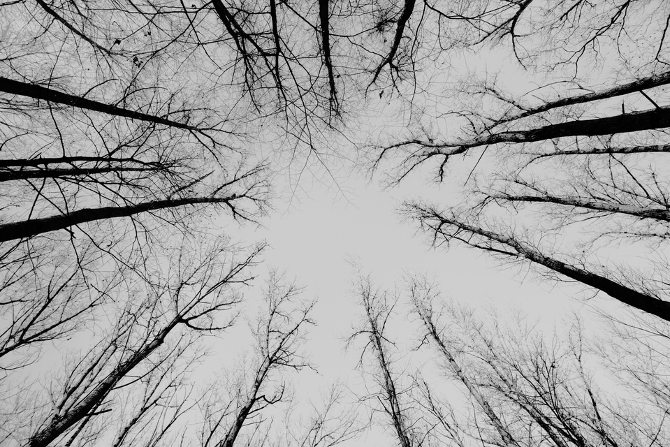 Between Trees - ID 011330