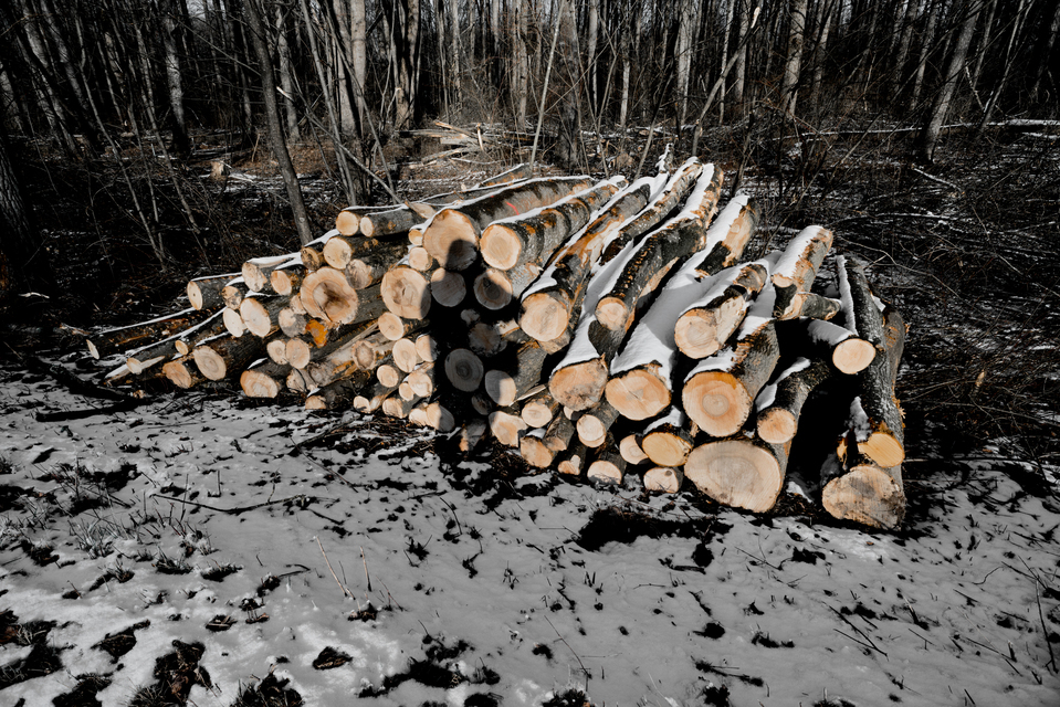 Stack of Wood I - ID 011331