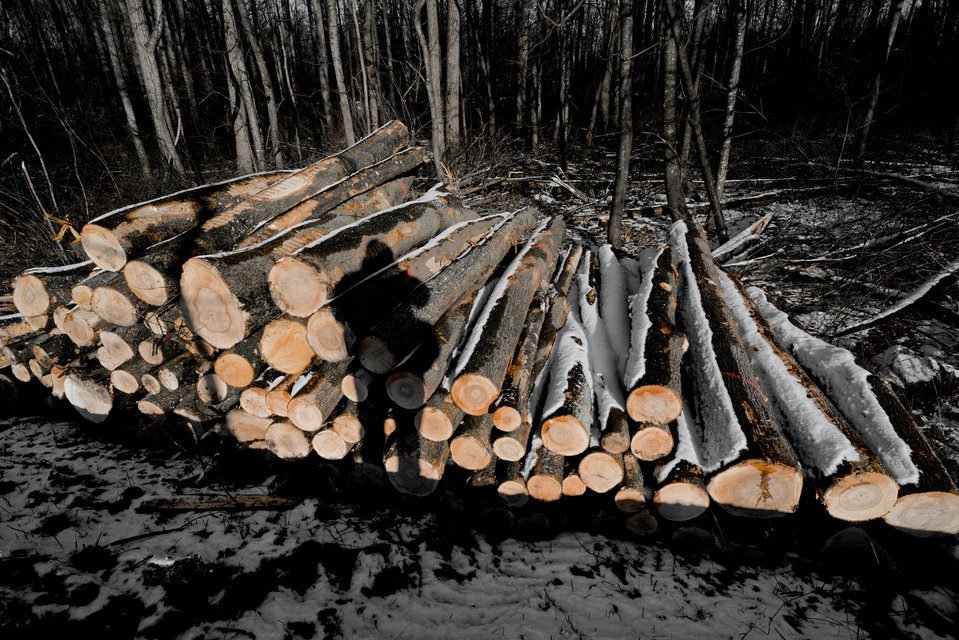 Stack of Wood II - ID 011332