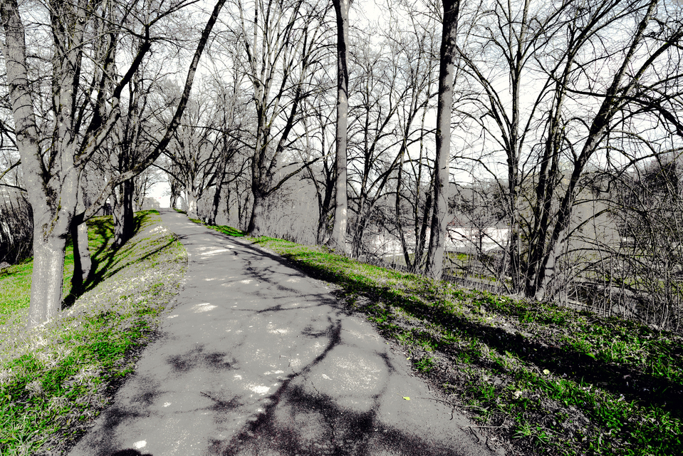 Winter Green and Shadows I - ID 011334
