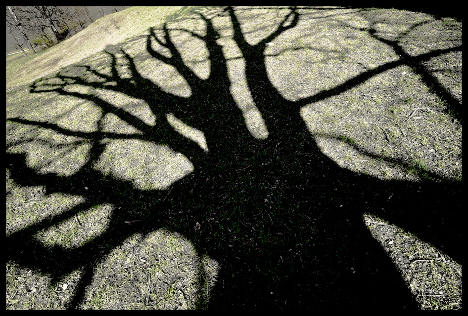 Under Trees III - ID 011345