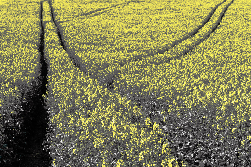 Rapeseed I - ID 011398