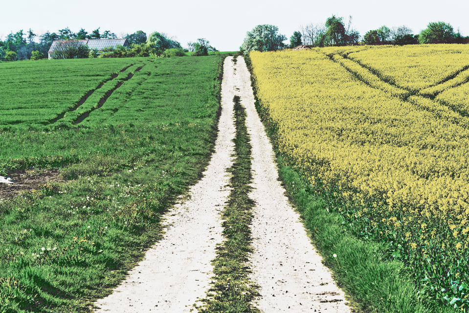 Rapeseed on the Right I - ID 011399