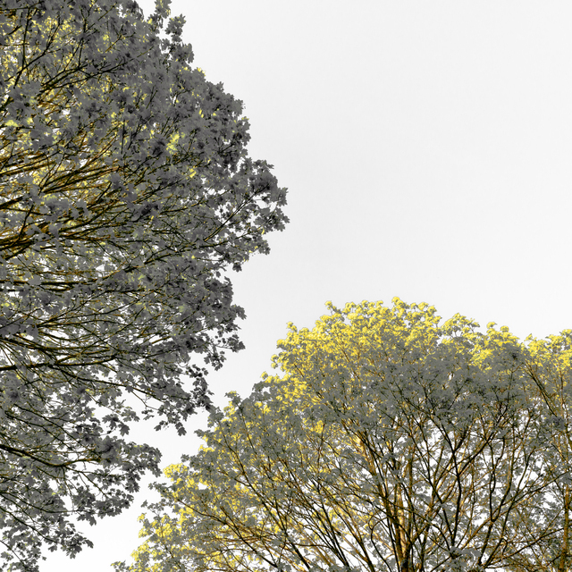 Two Trees in Right Angle - ID 011400