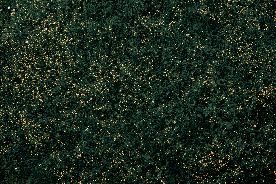 Star-Field Lawn I - ID 011424