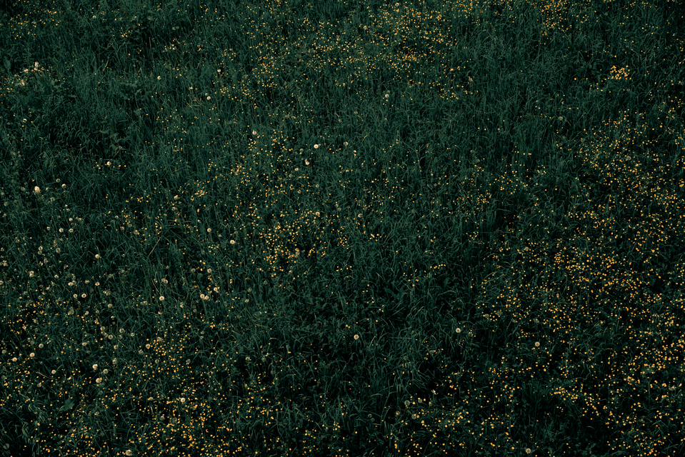 Star-Field Lawn II - ID 011425