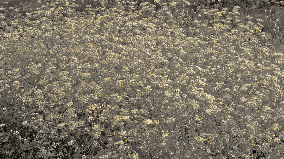 Some Yellow - ID 011441