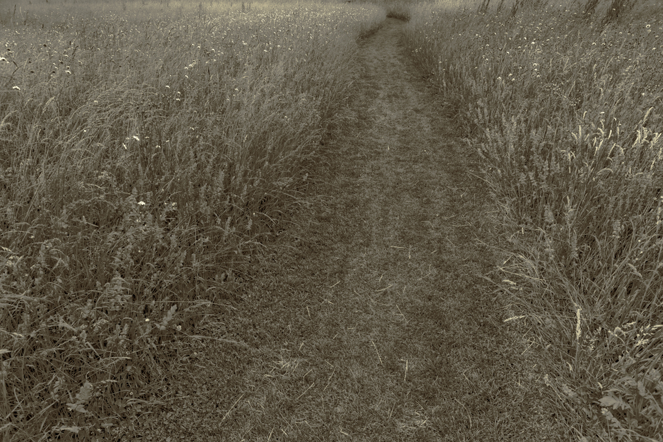 Grass Path I - ID 011641