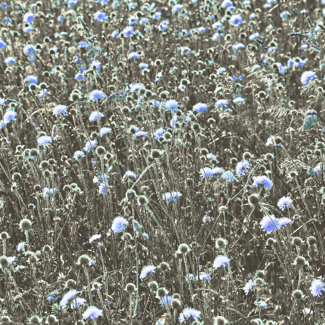 Wildflower Meadow III - ID 011645