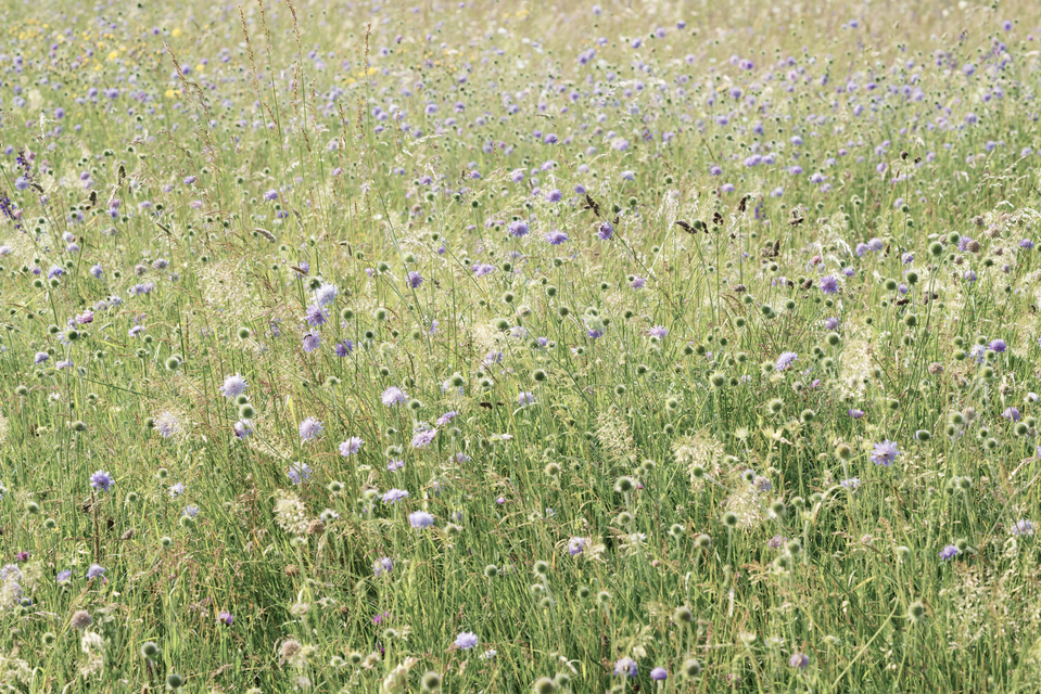 Wildflower Meadow IV - ID 011646