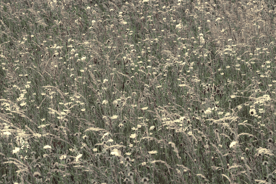 Wildflower Meadow V - ID 011647