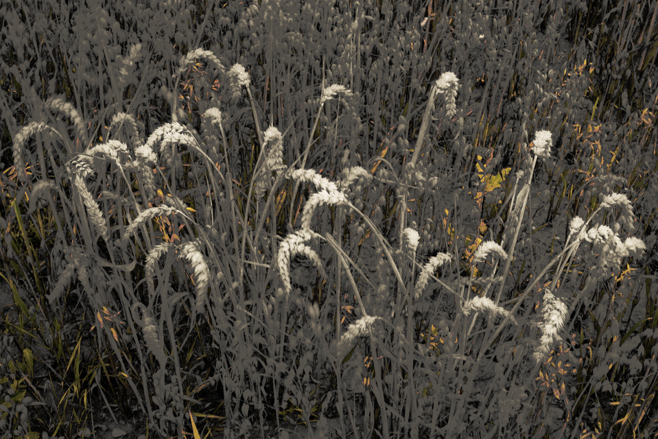 Some Corn - ID 011667