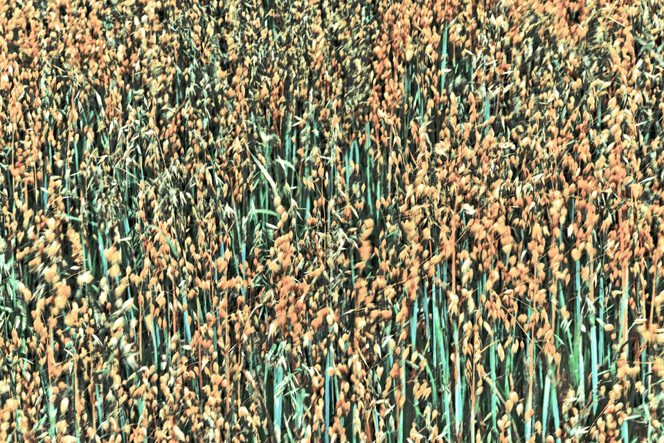 Oats with some Wind - ID 011675