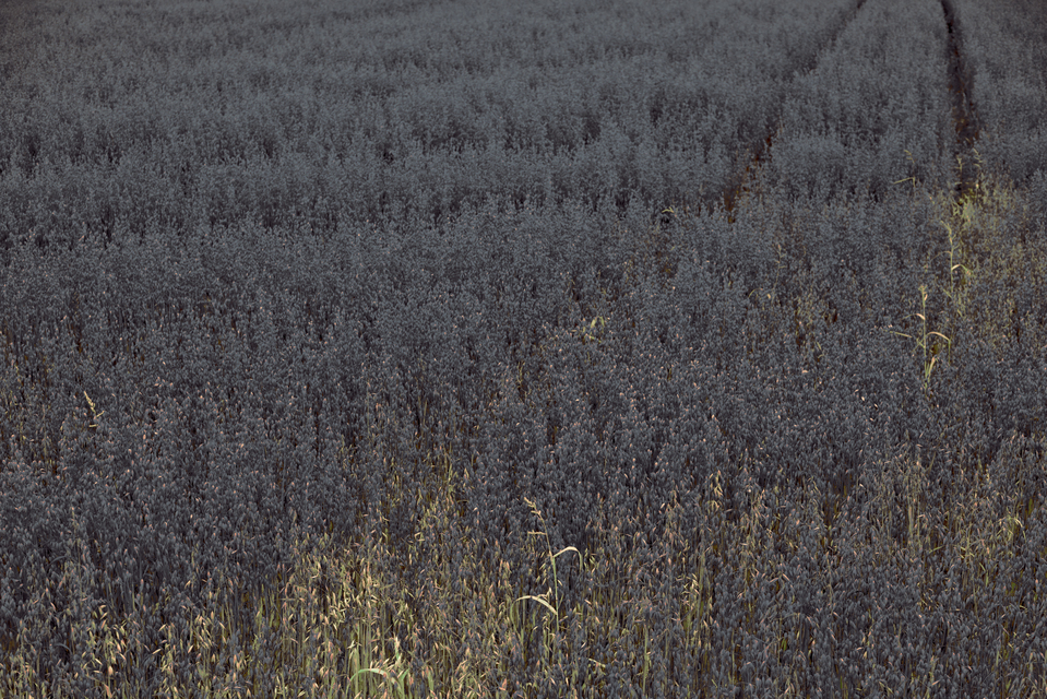 Dark Oats I - ID 011678