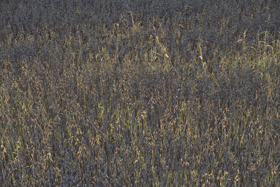 Dark Oats II - ID 011679