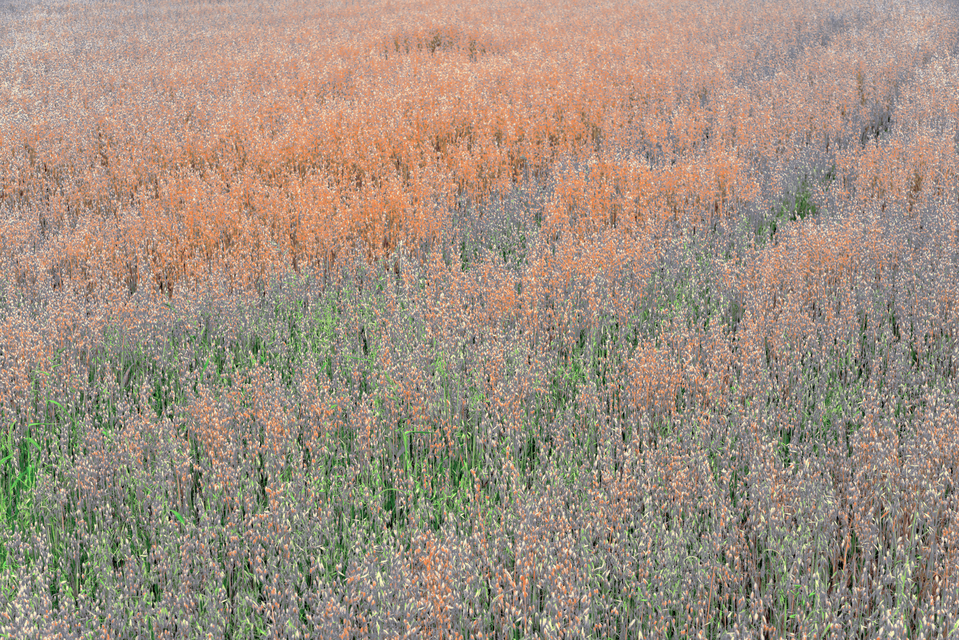 Multi Color Oats II - ID 011681