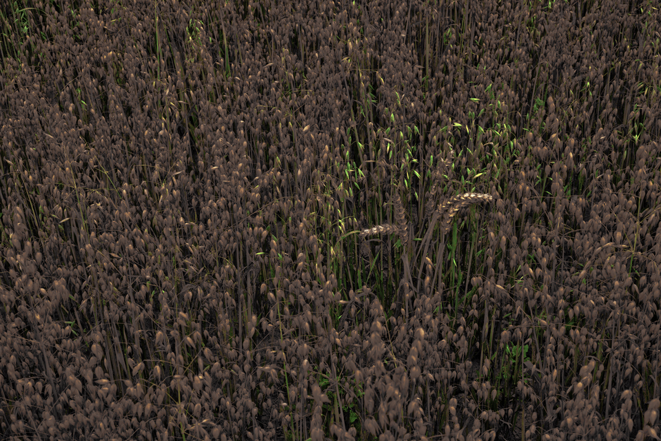 Oats and Green III - ID 011683