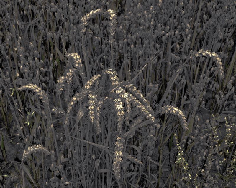 Mixed Corn - ID 011684