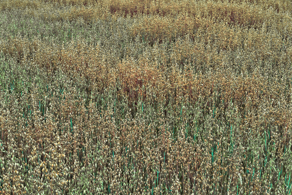 Multi Color Oats III - ID 011685