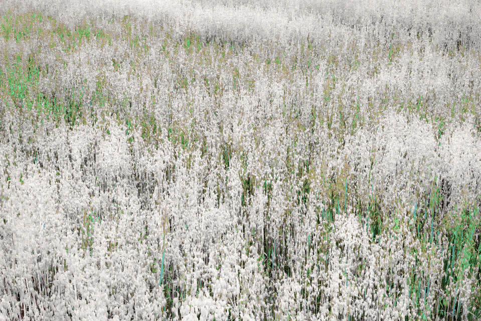 White Oats - ID 011686