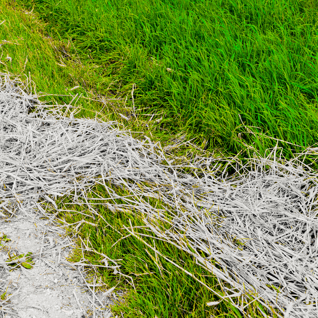 Straw and Green III - ID 011693